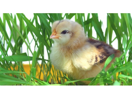 ESSENTION™ Éster etílico do ácido β-Apo-8'-carotenoico